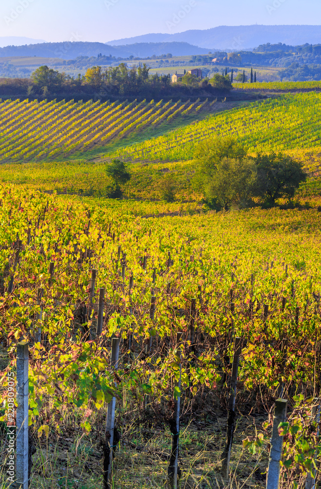 Fields and vineyards near Montepulciano