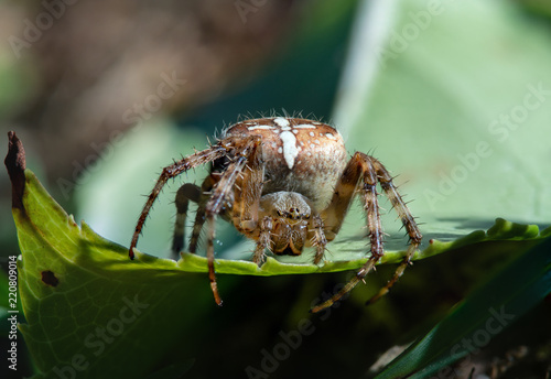 Close up front view of a European garden spider