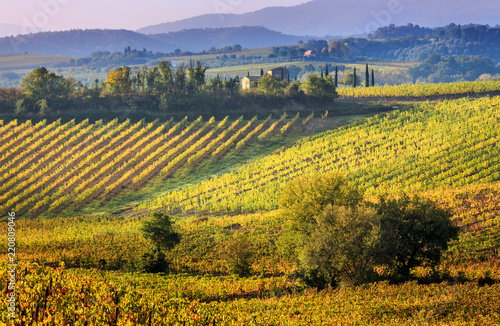 Fields and vineyards in Tuscany. Italy. Vineyards near the city of Montepulciano.