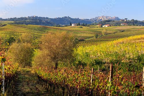 Fields and vineyards in Tuscany. Italy. Vineyards near the city of Montepulciano.
