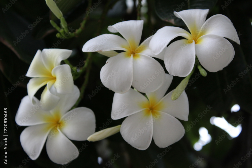 Fototapeta premium Nature at it's best