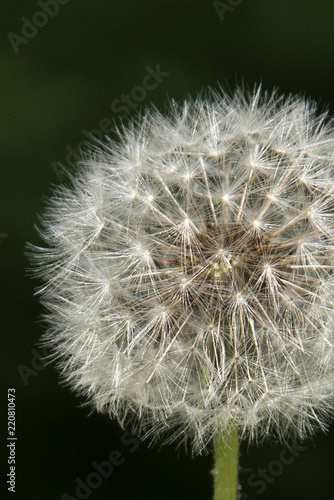 Dandelion white flower on the green background