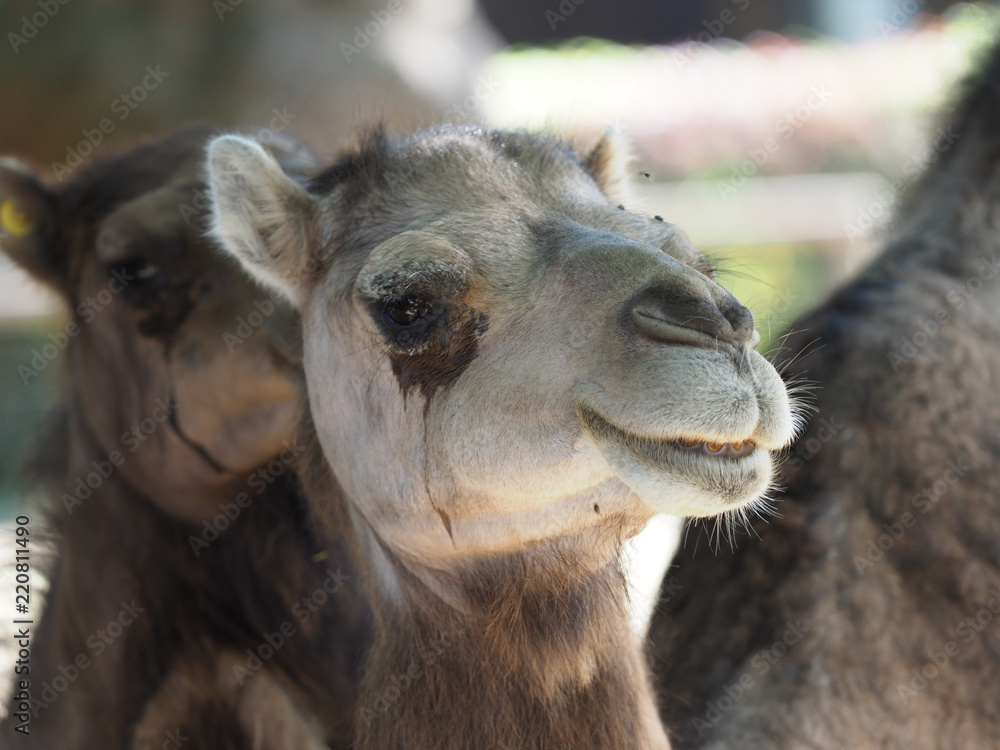 Close up of a camel.