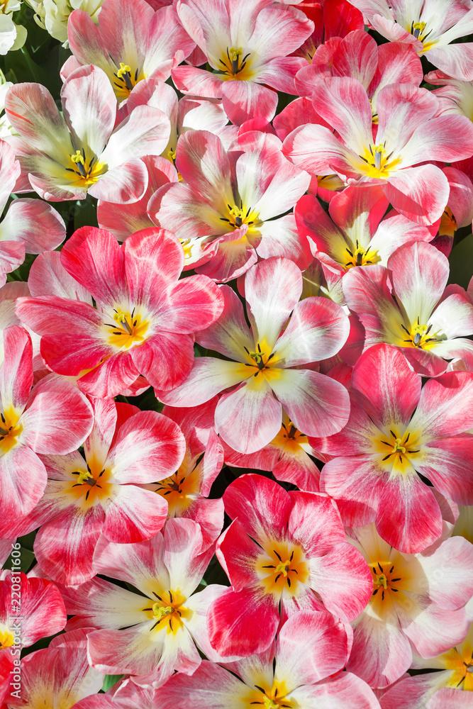 Fototapeta premium tulips in spring field