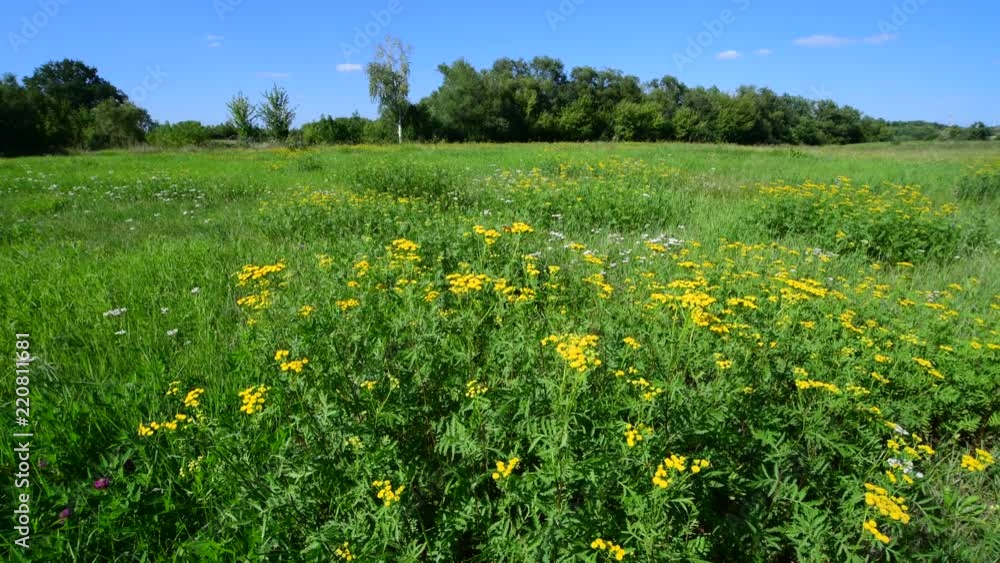 Yellow tansy on meadow swaying in the wind Yellow tansy on meadow swaying in the wind