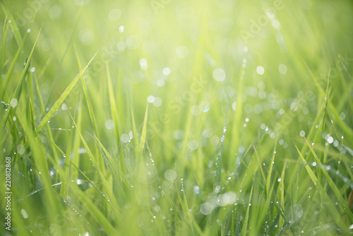 Green grass with dew background with sunlight