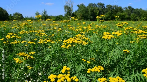 Yellow tansy on meadow swaying in the wind