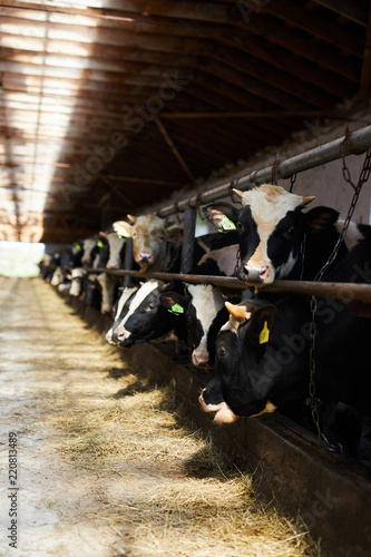 Row of black and white cows standing in stalls of sunlit milk and meat farm, focus on front cow looking at camera