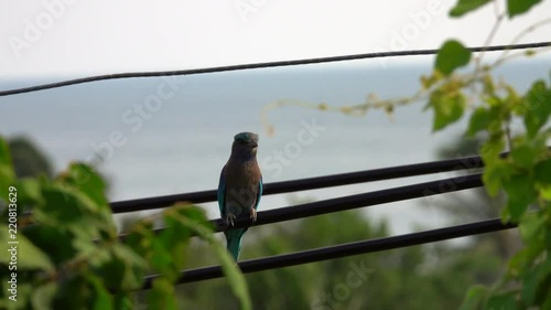 Indian Roller (Coracias Benghalensis) Sitting on Electric Power Line Wires. Animals in Urban Life