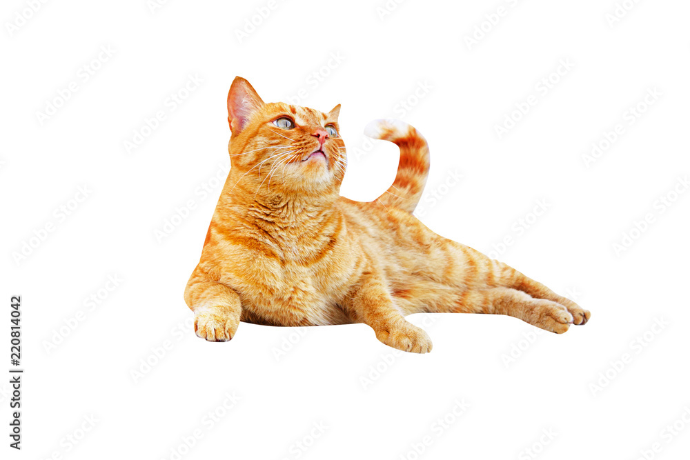 Naklejka premium Ginger cat lies and looks up isolated on a white background.