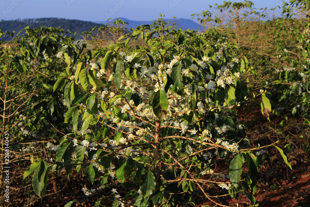 Coffee flower blossoming in coffee tree Coffee flower blossoming in coffee tree