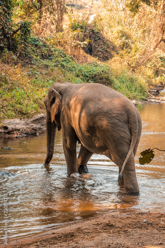Santuario Elefante para la conservación de la especie al norte de Tailandia, Chiang Mai.