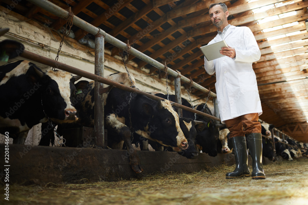 Low angle portrait of mature farm worker wearing lab coat using digital tablet standing in cowshed of dairy factory, copy space Low angle portrait of mature farm worker wearing lab coat using digital tablet standing in cowshed of dairy factory, copy space