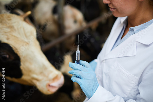 Photos Closeup of veterinarian holding syringe ready to give vaccine shots to cows in d