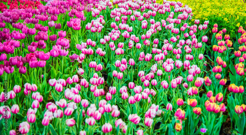 Tulips flower in the garden.