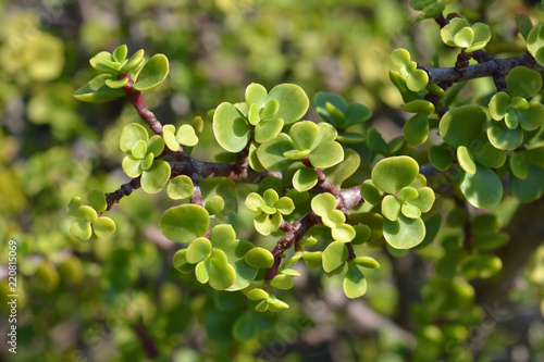 Elephant bush photo