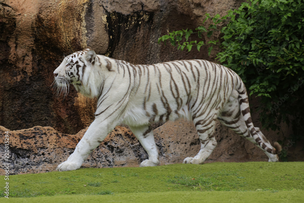 Weißer Tiger (Panthera tigris tigris)
