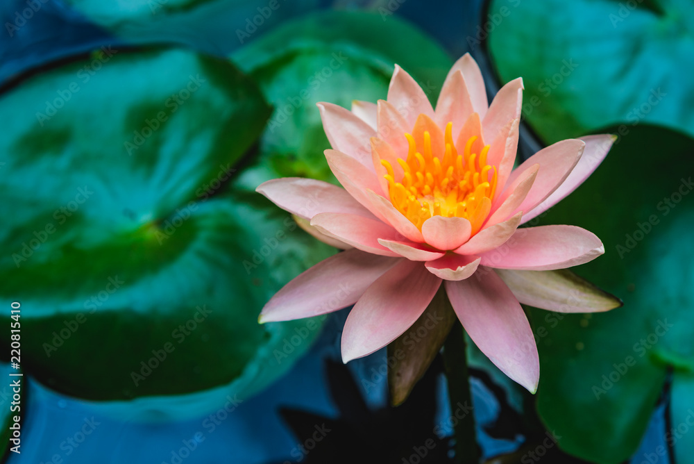 A beautiful lotus flower is complimented by the rich colors of the deep blue water surface.Nature Background. A beautiful lotus flower is complimented by the rich colors of the deep blue water surface.Nature Background.