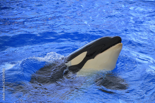 Schwertwal (Orcinus orca) im Wasser