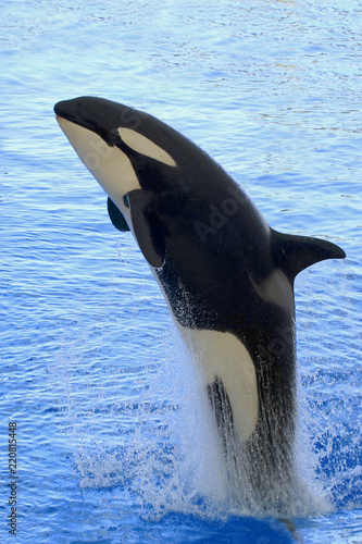 Schwertwal  Orcinus orca   springt aus Wasser