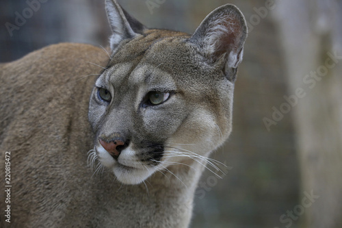 Puma (Puma concolor) Portrait