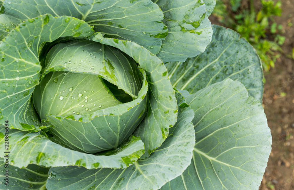 cabbage in the garden cabbage in the garden