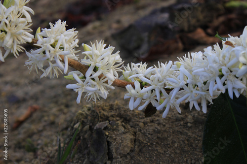 Coffee flower blossoming in coffee tree photo