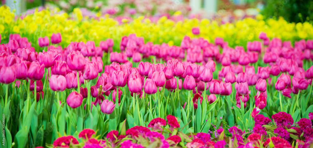 Tulips flower in the garden.