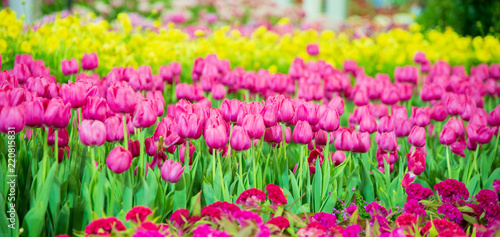 Tulips flower in the garden.