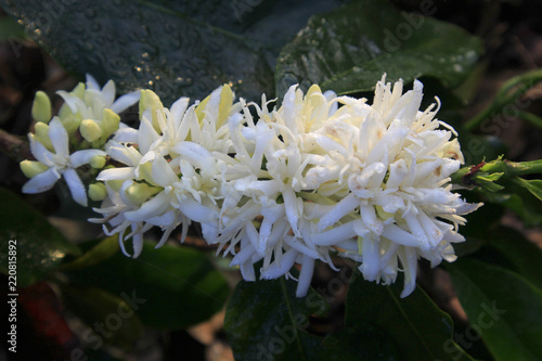 Coffee flower blossoming in coffee tree