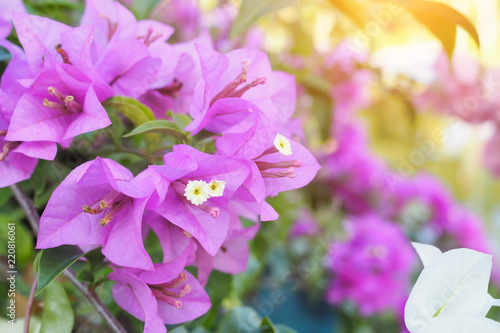 Flowering bougainvillea in flower garden photo