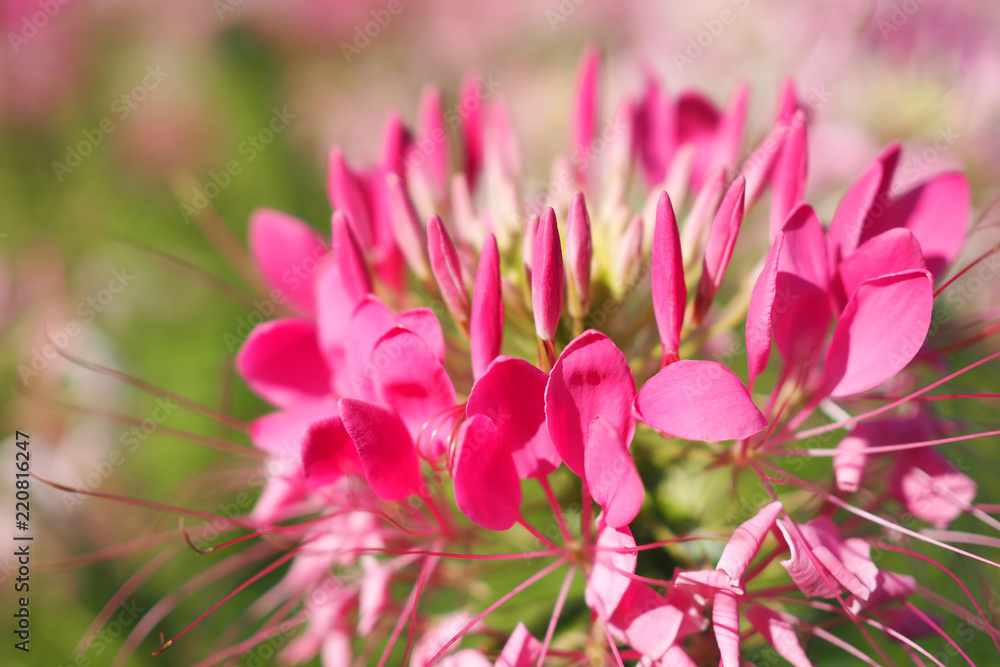 Obraz premium Cleome spinosa lub kwiat pająka w ogrodzie