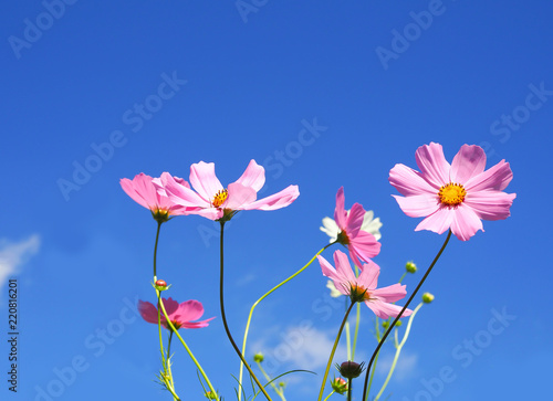 Pink cosmos on blue sky background