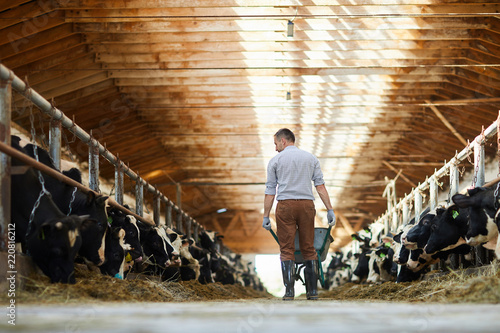 Back view portrait of modern man working at farm in sunlit cow shed, copy space photo