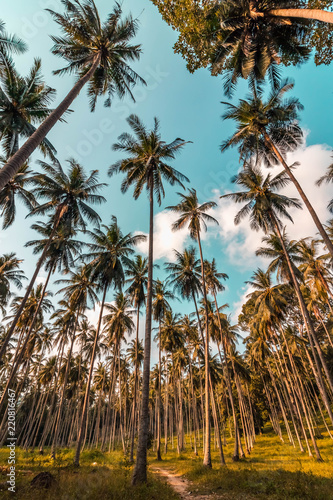 El paraiso de las palmeras en la isla de Koh Samui  Tailandia