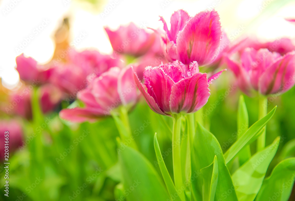 Beautiful bouquet of tulips in the garden ,nature background. Beautiful bouquet of tulips in the garden ,nature background.