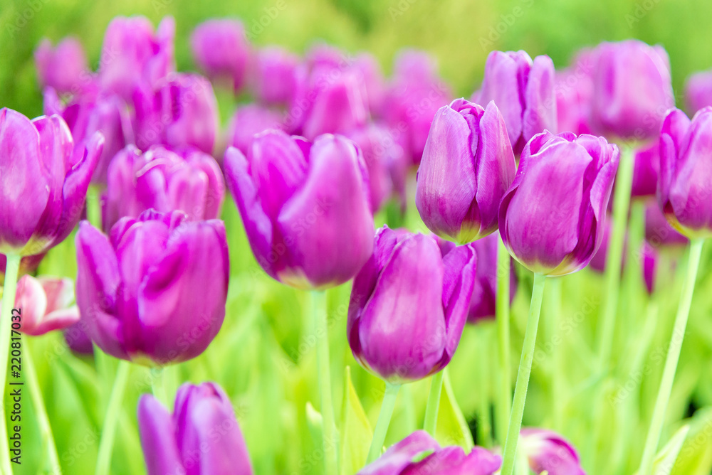 Beautiful bouquet of tulips in the garden ,nature background. Beautiful bouquet of tulips in the garden ,nature background.