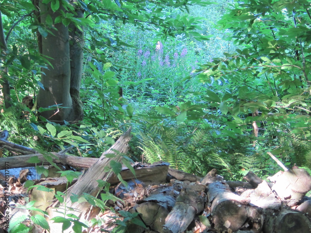 Obraz premium Woodland glade