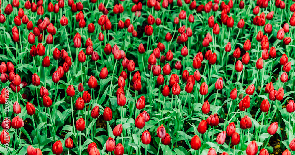 Red tulips for background. Red tulips for background.