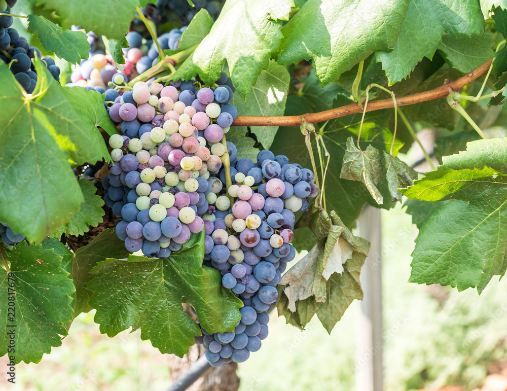 Bunches of red grapes growing in in Estremoz, Alentejo wine region, Portugal