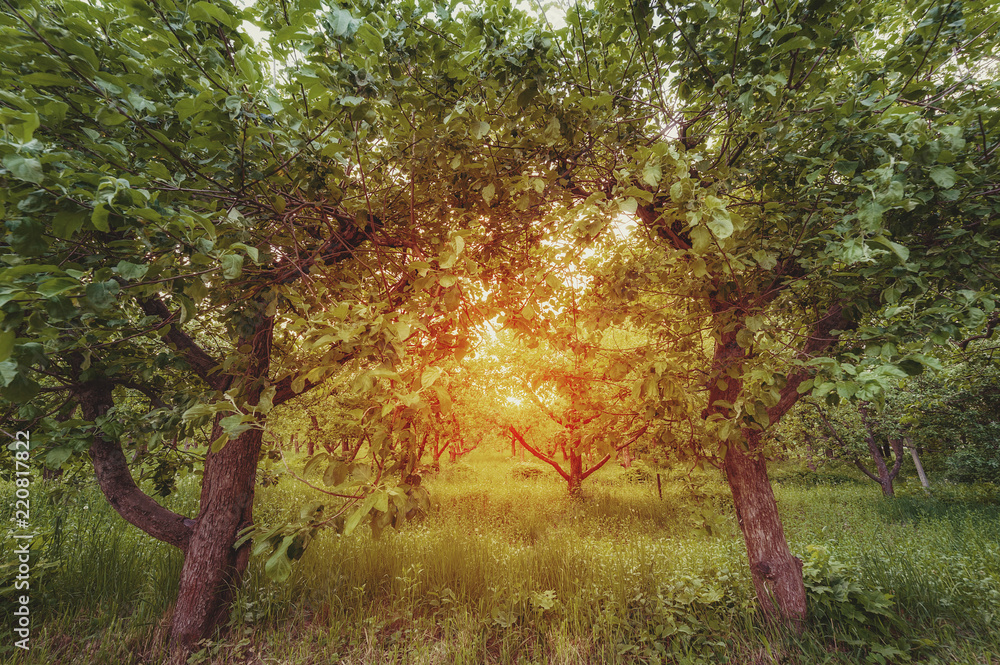 Fototapeta premium apple garden at sunset (or sunrise). natiral summer (spring) background