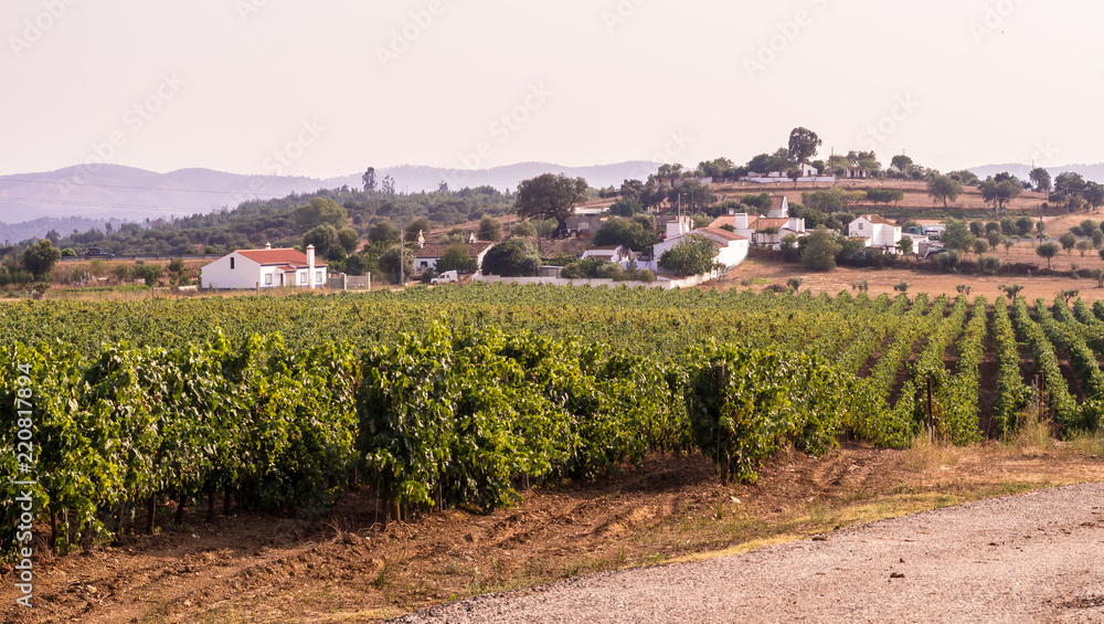 Landscape with vineyards around Estremoz, Evora distric, Portugal