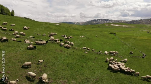  Flight over flock of sheeps on green grass. Aerial view.