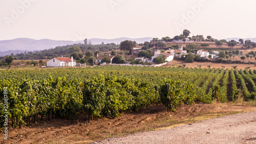 Obraz na płótnie Landscape with vineyards around Estremoz, Evora distric, Portugal w salonie
