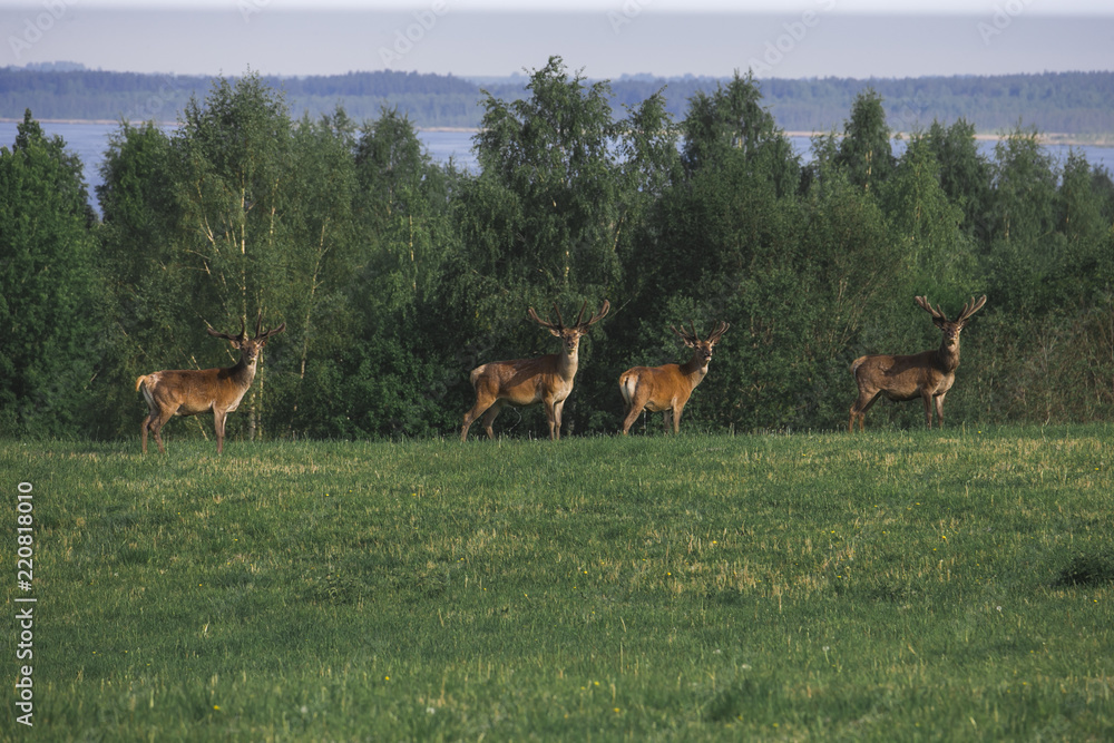 A Flock of deer with summer fur grazing on green grass field near a forest , a herd of deer eating on the open meadow with beautiful green forest and lake A Flock of deer with summer fur grazing on green grass field near a forest , a herd of deer eating on the open meadow with beautiful green forest and lake