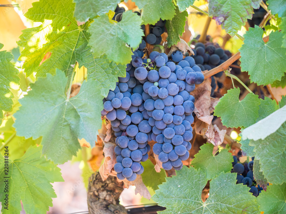 Bunches of red grapes growing in Setubal, Portugal
