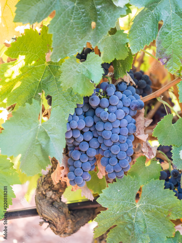 Bunches of red grapes growing in Setubal, Portugal
