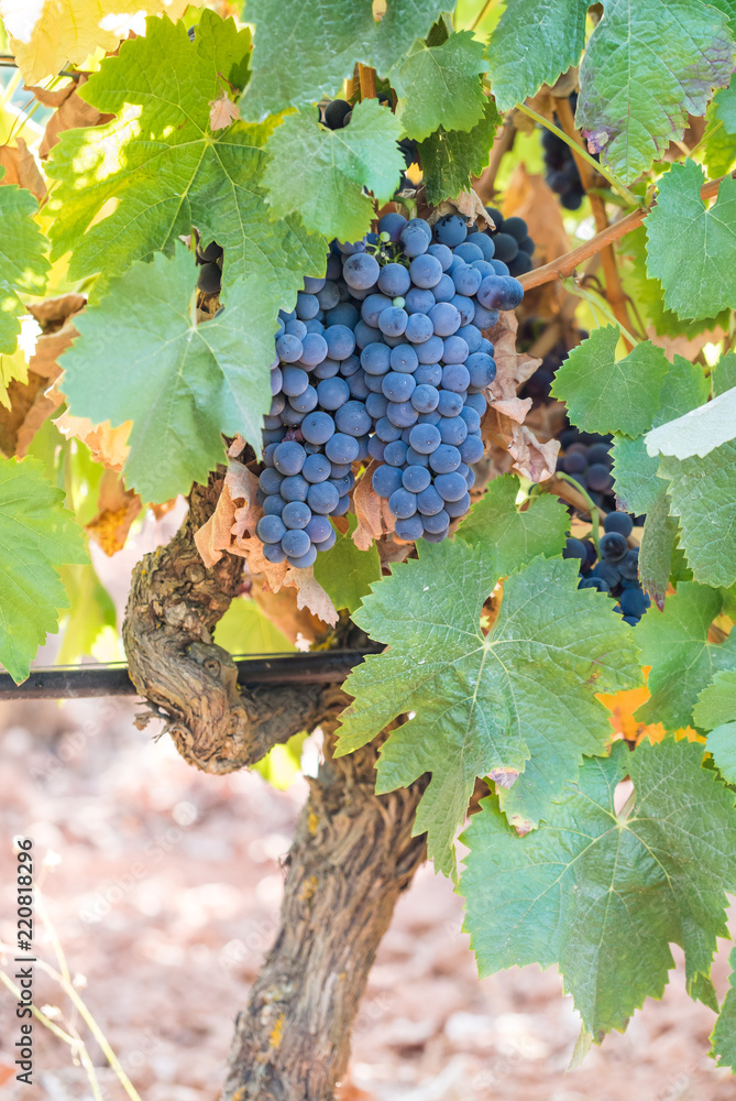 Bunches of red grapes growing in Setubal, Portugal