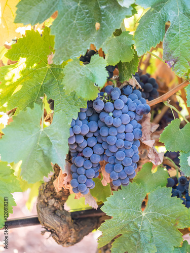 Obraz na płótnie Bunches of red grapes growing in Setubal, Portugal w salonie