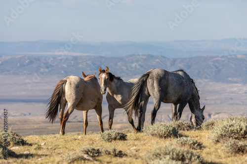 Fototapeta Naklejka Na Ścianę i Meble -  Wild Horses in Sand Wash Basin Colorado